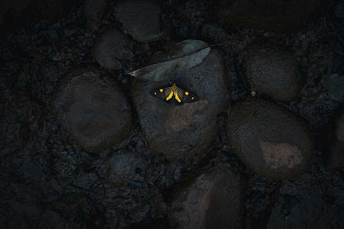 gruta india yellow butterfly on stone butterfly